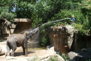 St Louis Zoo World Elephant Day Celebration Aims To Bring Awareness For The Threatened Animals Clayton Times