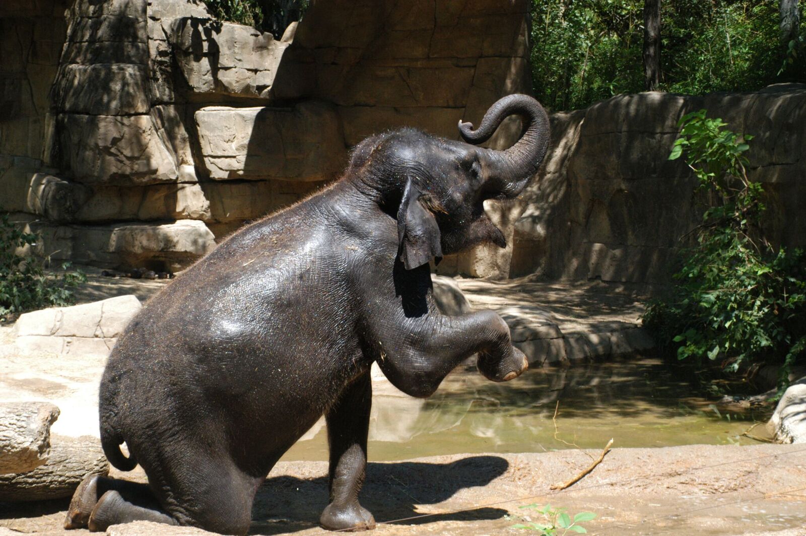 St Louis Zoo World Elephant Day Celebration Aims To Bring Awareness For The Threatened Animals Clayton Times
