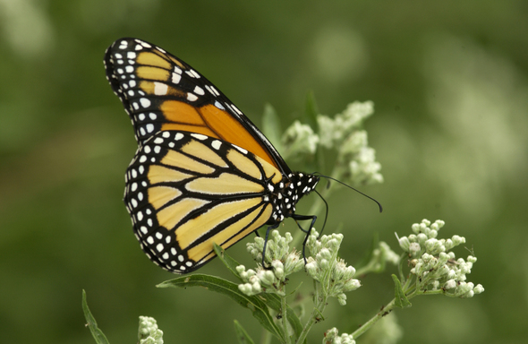 Conservation co-hosts Monarch Madness 