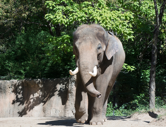 The St Louis Zoo To Throw 25th Birthday Extravaganza For Raja The