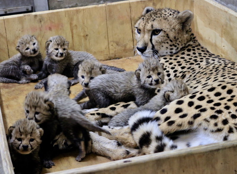 St Louis Zoo Welcomes Eight New Cheetah Cubs Clayton Times